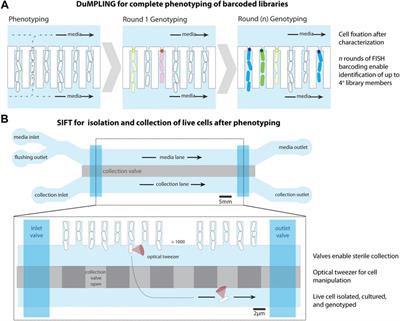 Microfluidics for long-term single-cell time-lapse microscopy: Advances and applications